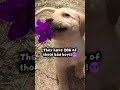 #edit #funny #dogs #vibe #dontclickthesound