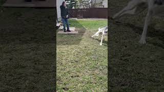 'Daisy's Backyard Fun with Grandpa & Keera leashed with Grandma! by 🌟 Daisy's Journey: Finding Strength Together 🌟 68 views 3 weeks ago 1 minute, 25 seconds
