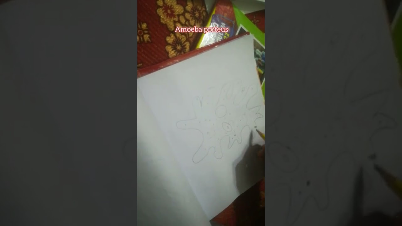 Amoeba proetus biology