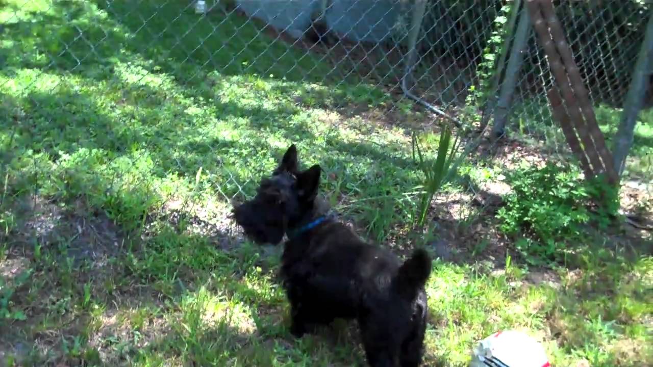 Rocky the Scottish Terrier barking YouTube