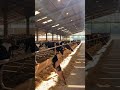 #cow #farming #dairy #farm #milk #animalnutrition #rumen #agriculture #ukfarming #ruminant