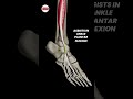 See Our 3D Animation in Action – Flexor Digitorum Longus!
