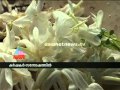 Onam 2014:Jasmine farmers happy over
