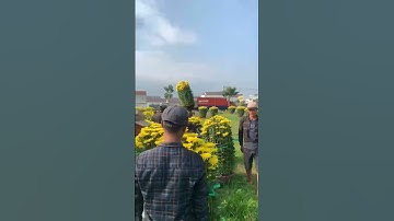 Hoa Cúc Đại Đoá Tết Khu S Hoạ Mi Chậu 40 60 85 1M CÔNG TY CP SX KD HOA CÚC NINH GIANG A NHÀN