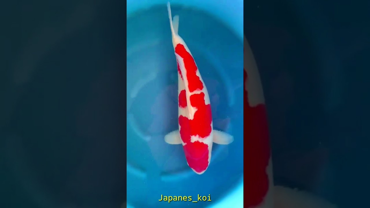 koi anakan Japanese asli 