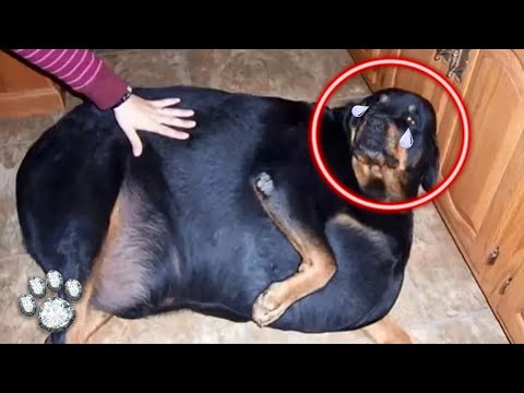 Video: 6 iemesli, kāpēc suņi ir