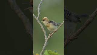 This Adorable Little Bird Is Having A Fantastic Day Out. Golden headed Cisticola.  #birdcalls