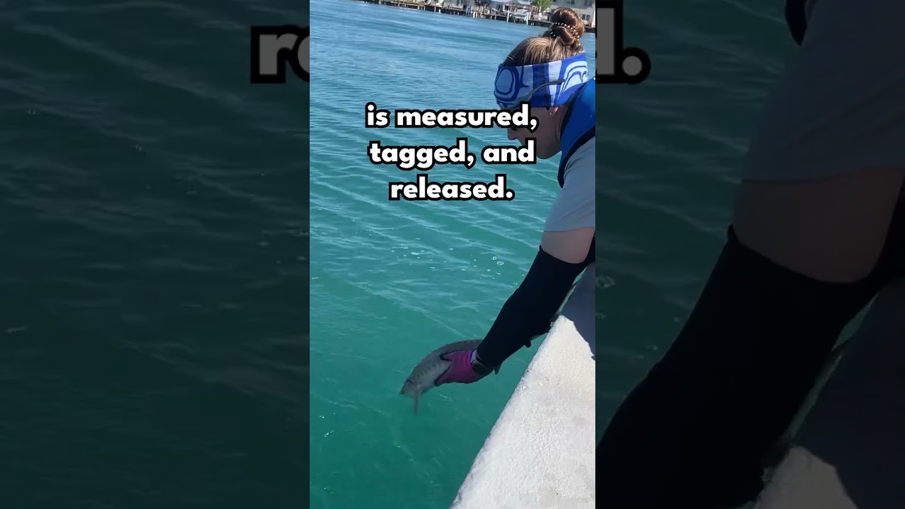 How Michigan is keeping sturgeon populations healthy #learning