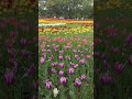 Millions of Tulips Blooming in Japan 🌷 #shortsfeed #tulips #tulipseason #japan