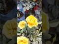 Beautiful Rose Flowers || Home Gardening #flowers​ #trendingshorts​ #youtubeshorts​ #rose​#shorts​