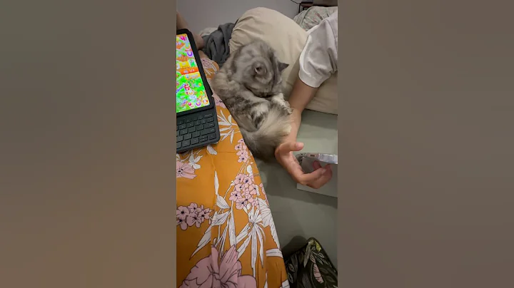 Watch the video about Quality Time Together With Pet. Persian Cat