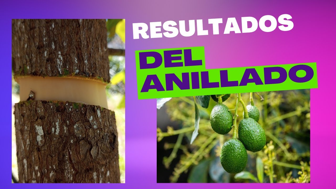 RESULTADOS DEL ANILLADO EN ARBOLES DE AGUACATE. YouTube