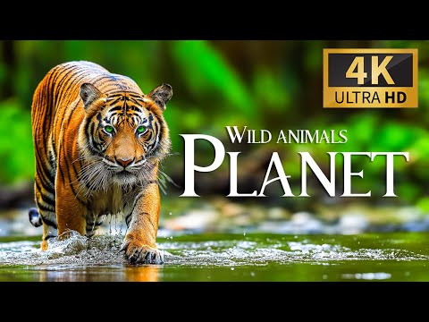 Wild Animals Planet 4K 🐾 Discovery Relaxation Wonderful Wildlife Movie with Relaxing Piano Music