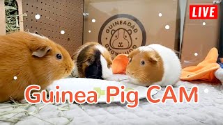 Guinea Pig CAM | GuineaDad