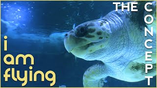 The Concept I Am Flying Official Video