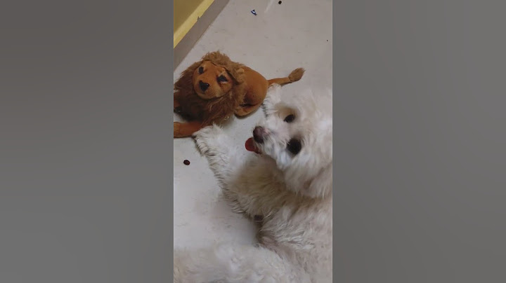 😂🐕பிரச்சனா மட்டும் என்ன விட்டு பூக மாட்டிங்குது🐕😂