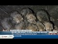 $25 million grant awarded to help save endangered red wolves