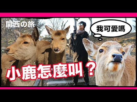 小鹿怎麼叫？奈良公園一日遊｜日本關西之旅｜超強系列