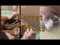 Ferret TikToks | Mr. Demon