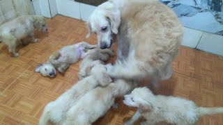 Mother Dog Is Angry And Aggressive With Puppies