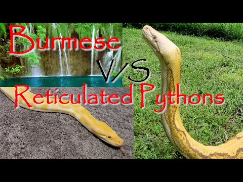 🐍Differences Between Burmese and Reticulated Pythons🐍