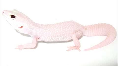 Super Snow Blazing Blizzard, Blazing Blizzard, Super Snow BB