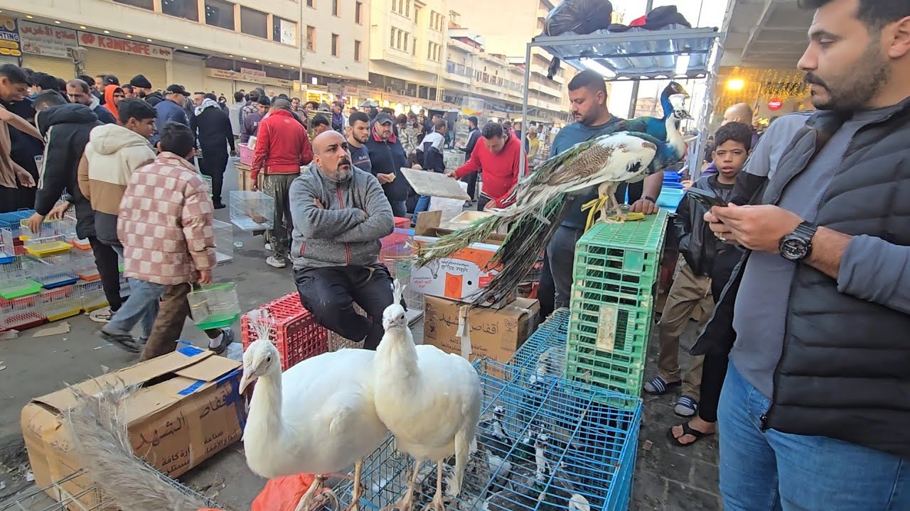 سوق الغزل يوم الجمعة انواع الحيوانات والطيور مع الاسعار 13 فبراير 2026