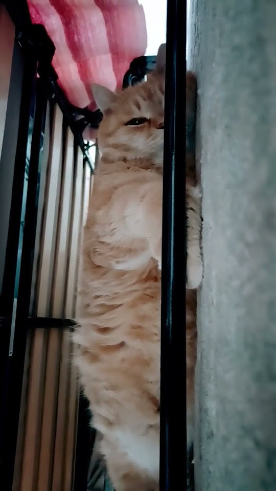 пухлый кот #коты - YouTube