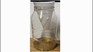 Fruit Fly Death Trap using Apple Cider Vinegar