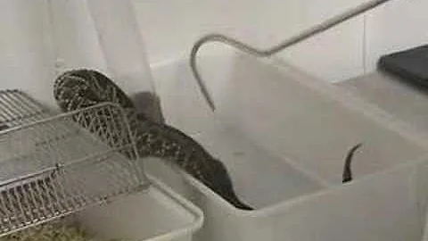 Venom Extraction from Guyana Rattlesnake at KRZ