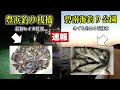 【豊浜vs碧南】今行くならどっち？好調なヒイカと温排水の最新釣果を解説‼︎
