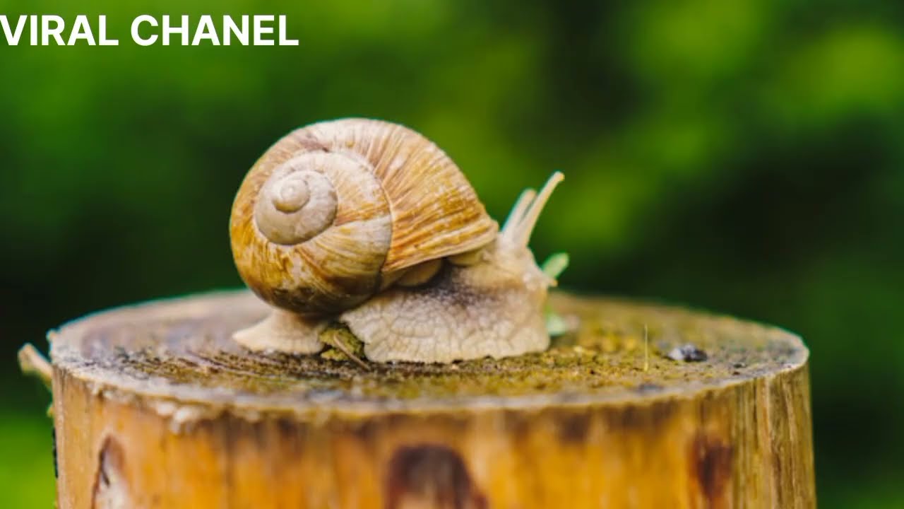 Rumah yang di bawa kemana saja 