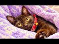 気づいたら布団の中に甘えん坊子猫がいました