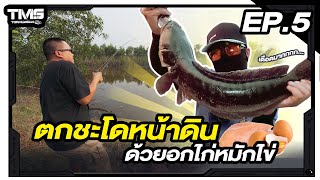 ตกมั่วซั่ว EP.5 ตกชะโดหน้าดิน ด้วยอกไก่หมักไข่...เดือดสุดๆ!!