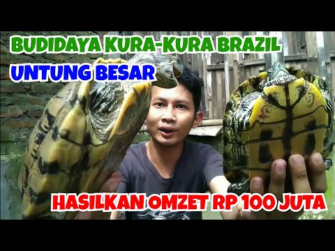 Video: 3 Cara Membersihkan Hamster