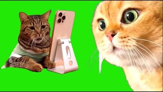 Top 15  Funny Cat Memes green screen