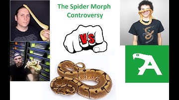 My Thoughts on the Ball Python