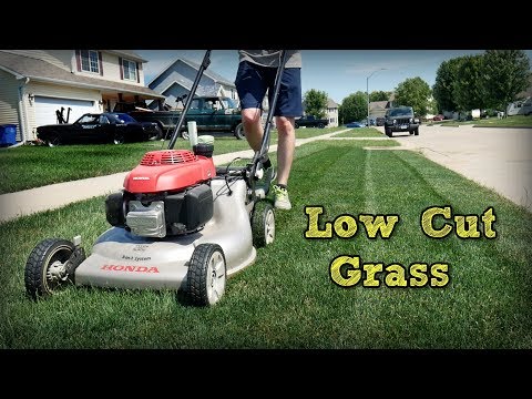 How To Mow Your Lawn Short And Keep It Green Tnex Plant Growth Regulator 