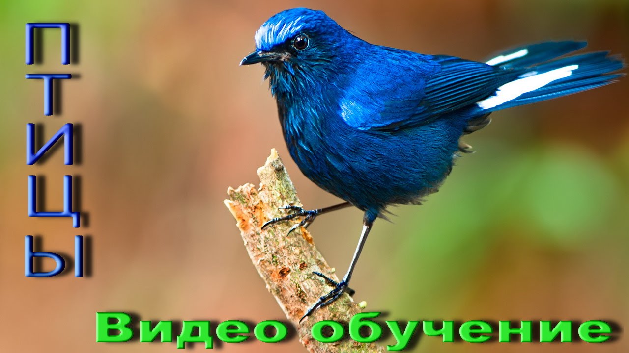 Птицы Казахстана Фото И Названия