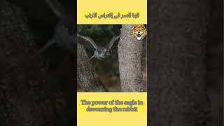 قوة النسر فى إفتراس الأرنب The power of the eagle in devouring the rabbit  shorts