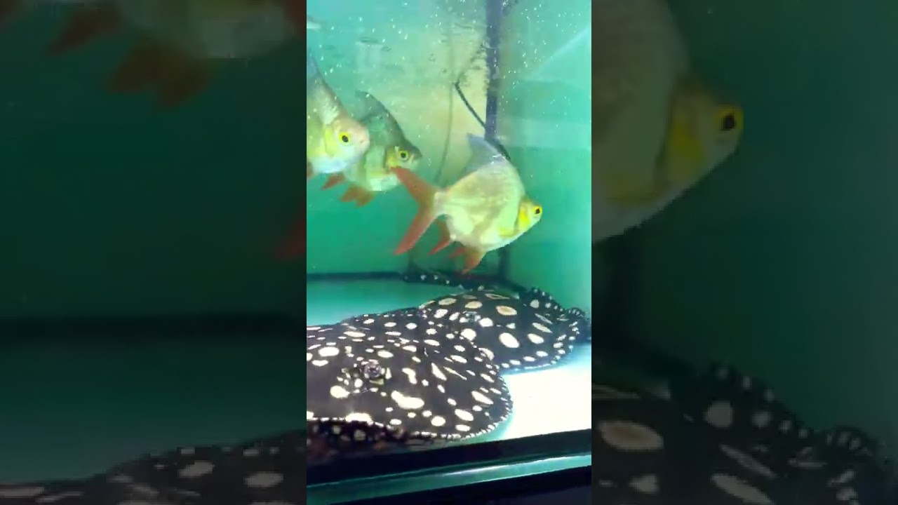 Super White Cross Stingray