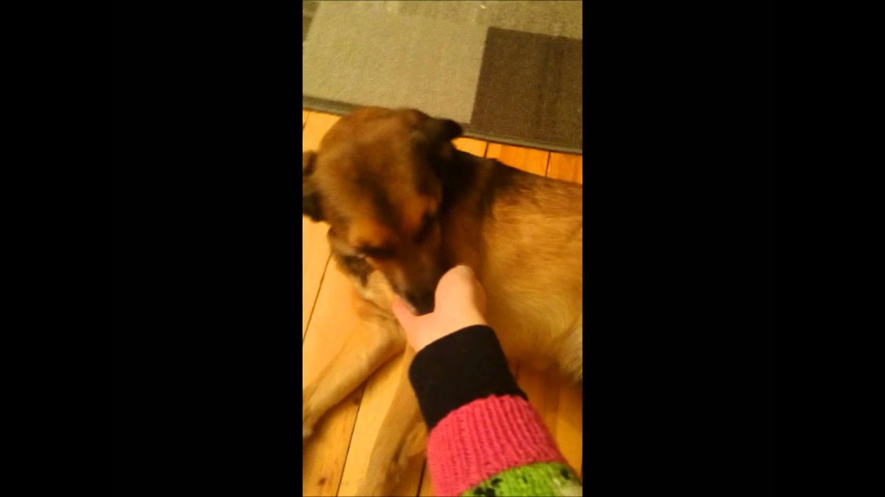 Tito, død hund og high five YouTube