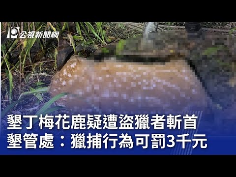 墾丁梅花鹿疑遭盜獵者斬首 墾管處：獵捕行為可罰3千元｜20240501 公視晚間新聞