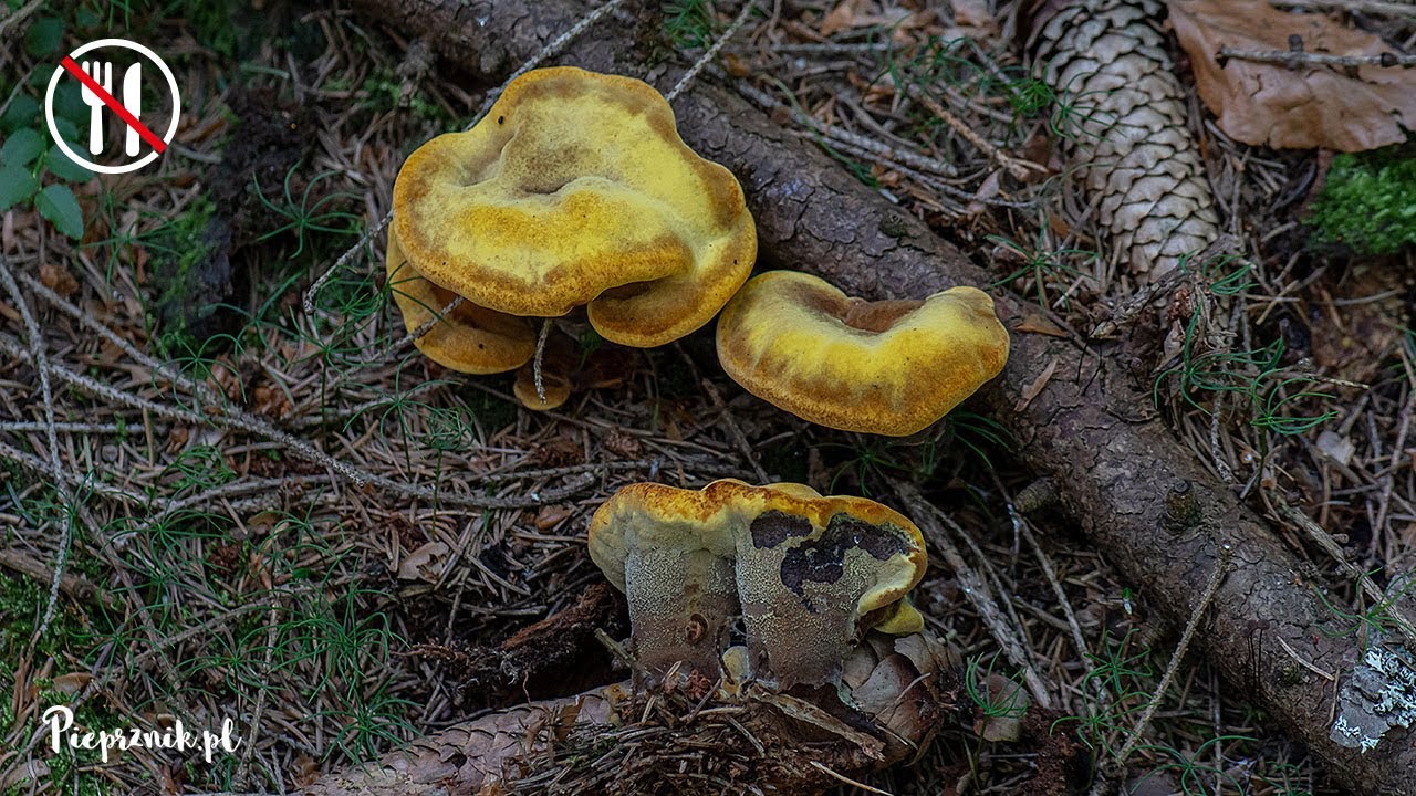 Murszak rdzawy (Phaeolus schweinitzii)