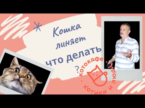 Кошка линяет. Что делать ?