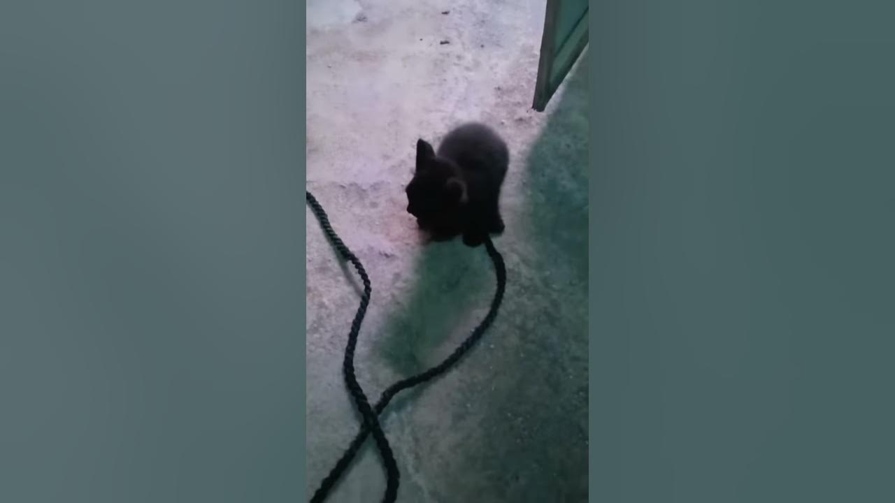 KUCING EKOR TERPANJANG - YouTube