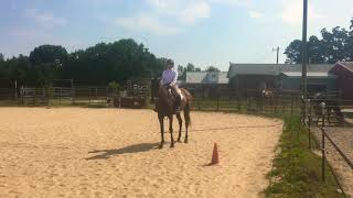 Senior Hunter Hack: NC State Virtual Horse Show