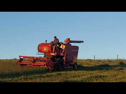 Massey Ferguson 300
