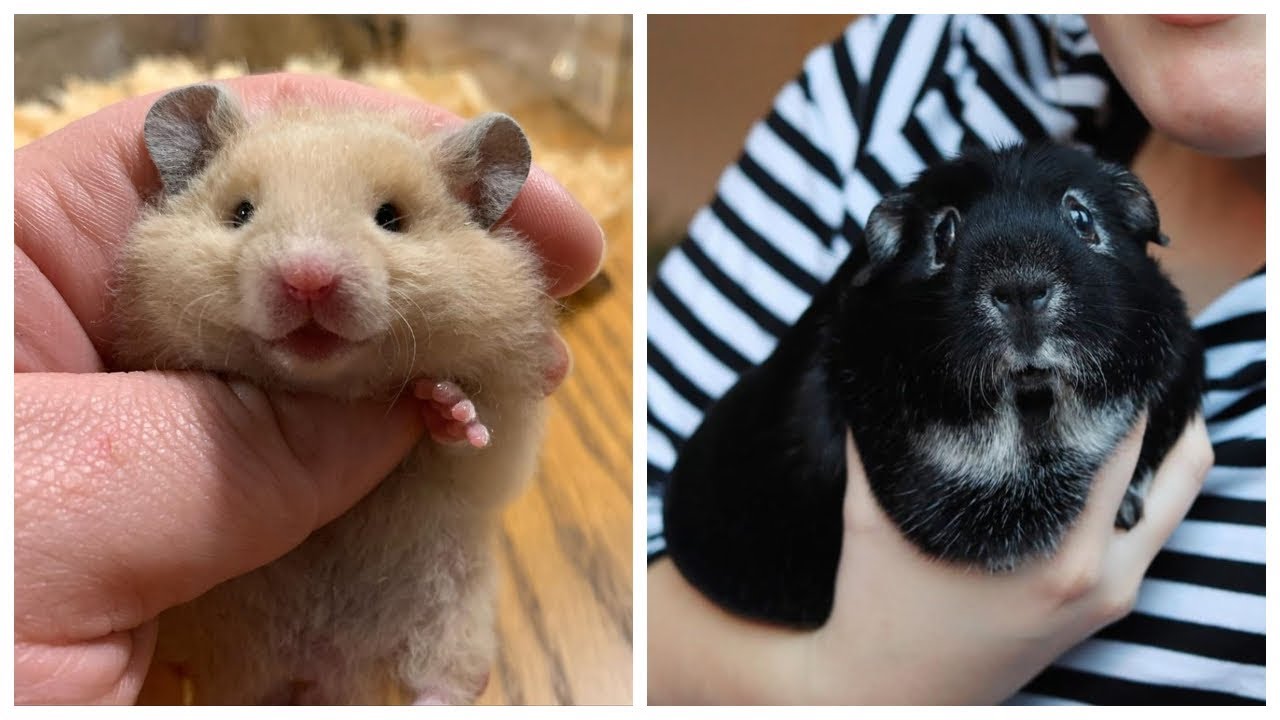 Cutest Hamsters vs Guinea pigs funny videos 2020.Animal story - YouTube