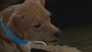 70 small dogs rescued from Crittenden County home